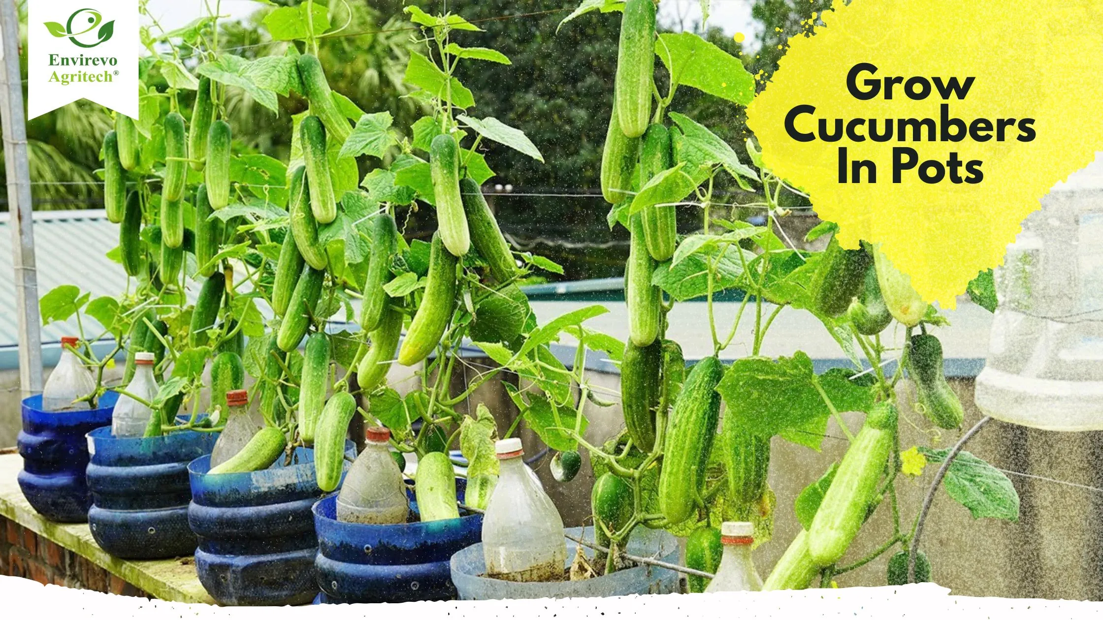 How To Grow Cucumbers In a Container Garden
