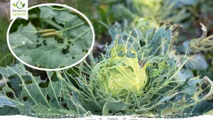 How to Get Rid of Cabbage Worm