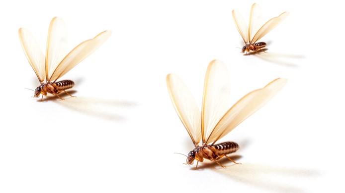 Identify Flying Termites