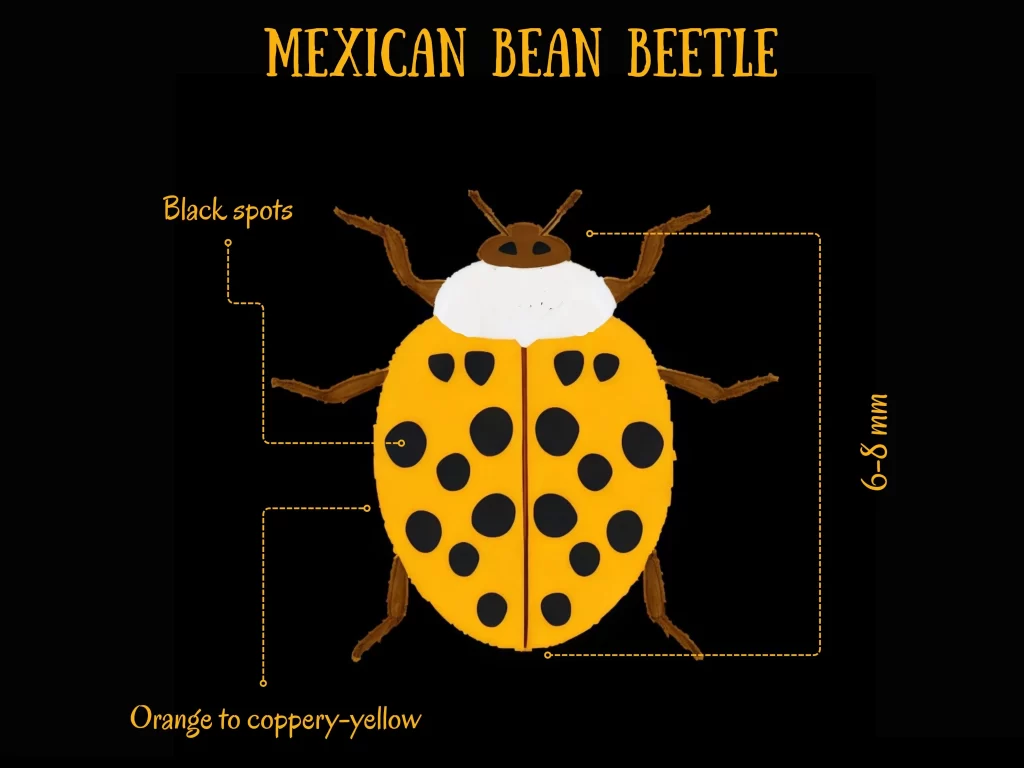 Mexican Bean Beetle