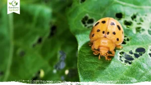 Mexican Bean Beetle Control