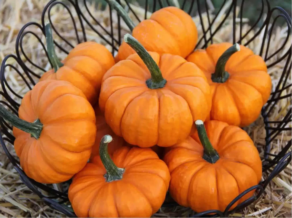 Munchkin pumpkin