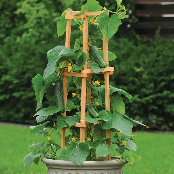 Grow Cucumbers In a Container Garden
