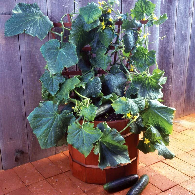 Grow Cucumbers In a Container Garden