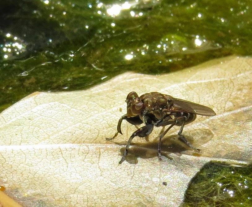 Shore Flies- hydroponic pests