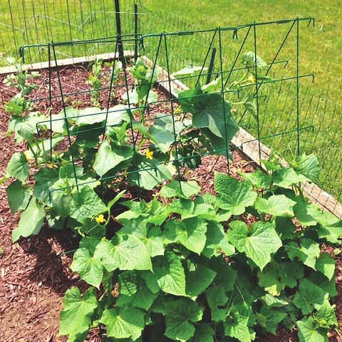trellis for cucumbers in pots

