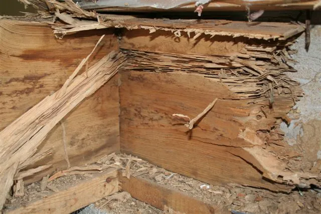how to get rid of flying termites