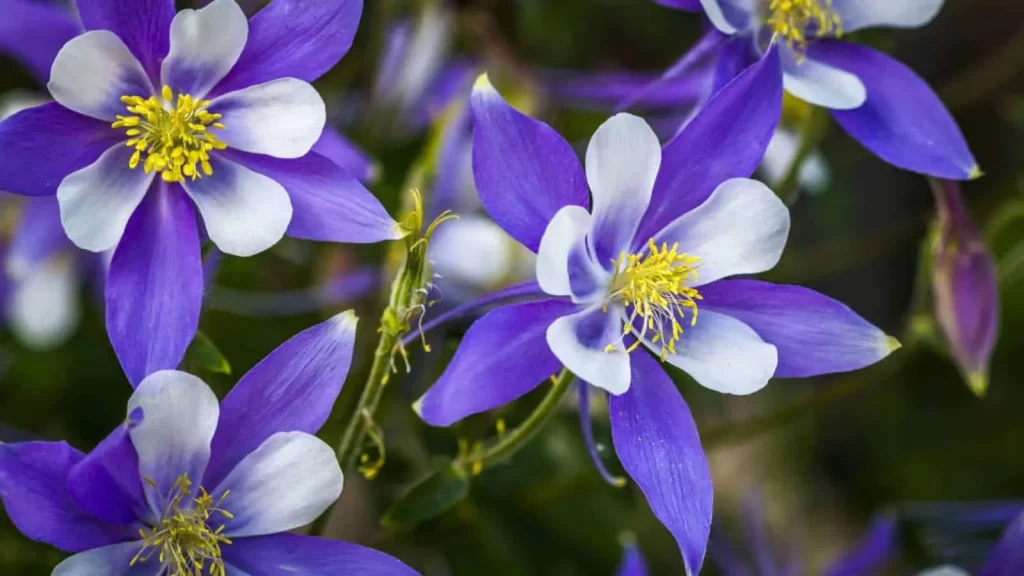 self seeding flowers