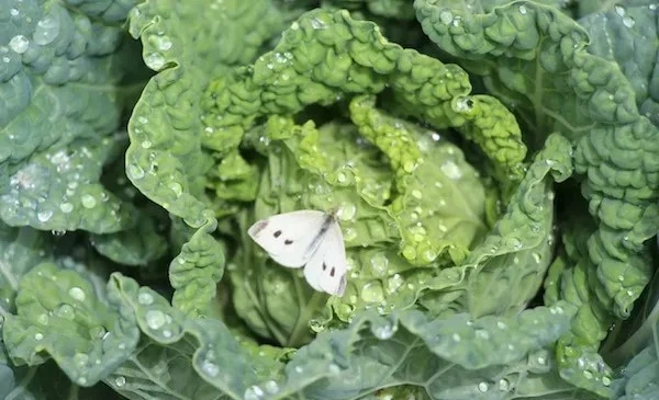 Cabbage worm control