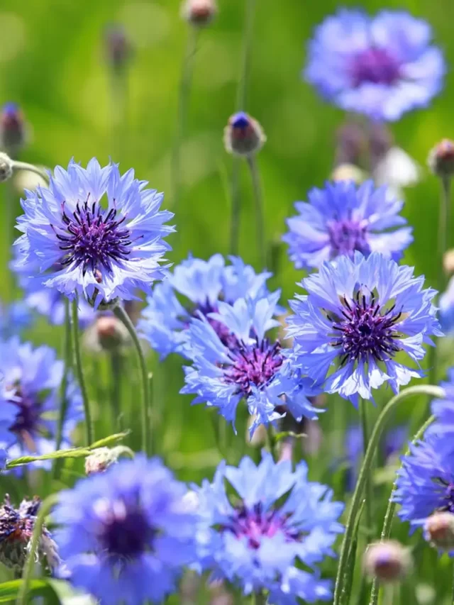 self seeding flowers