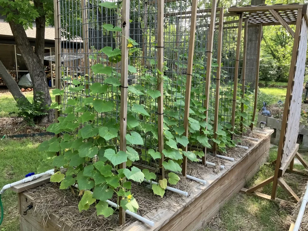 trellis for cucumbers in pots

