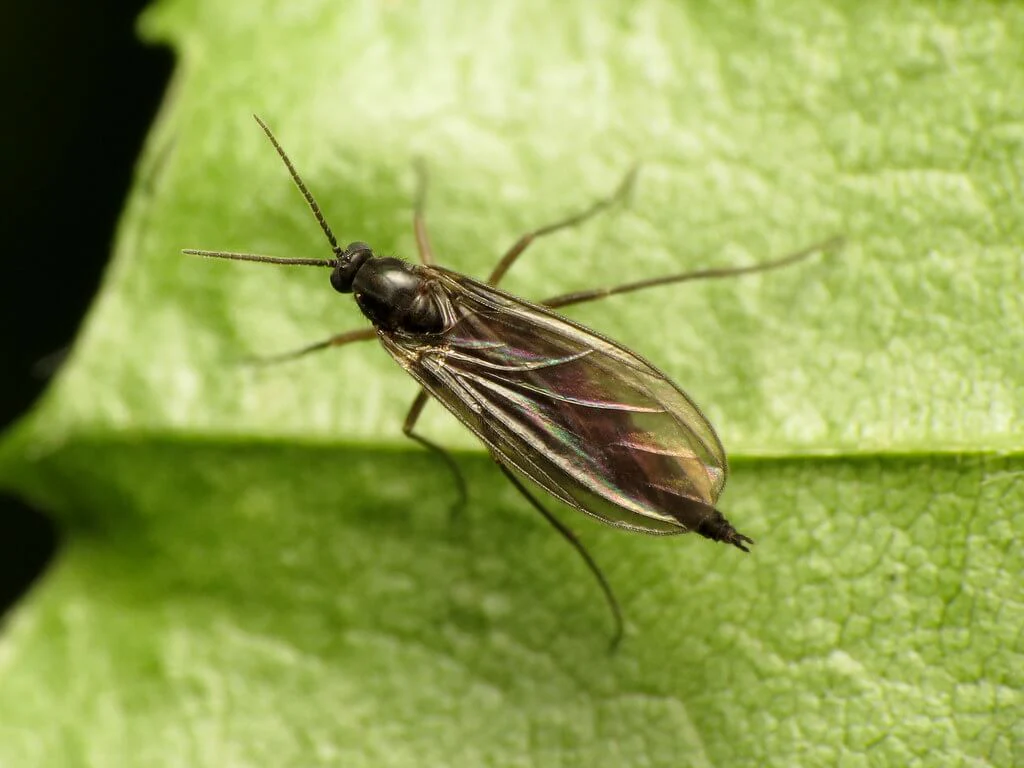 hydroponic pests