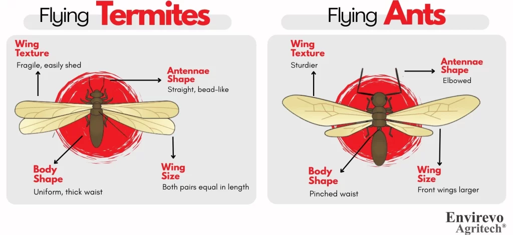 flying ants vs termites

