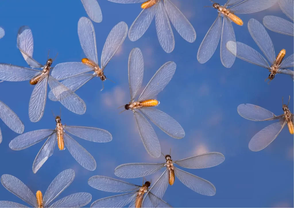 Flying Termites