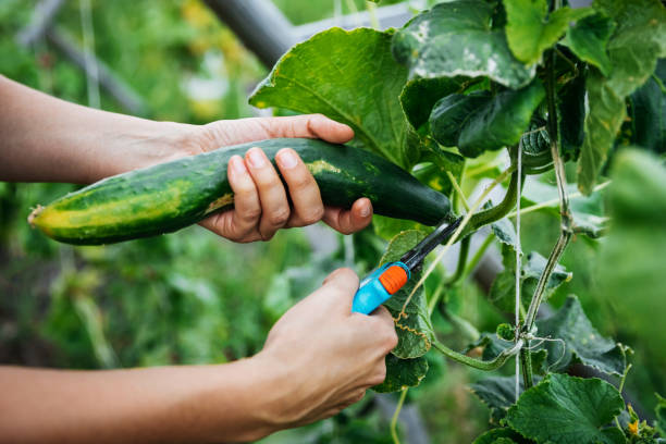 grow cucumbers in a container garden

