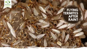 how to get rid of flying termites