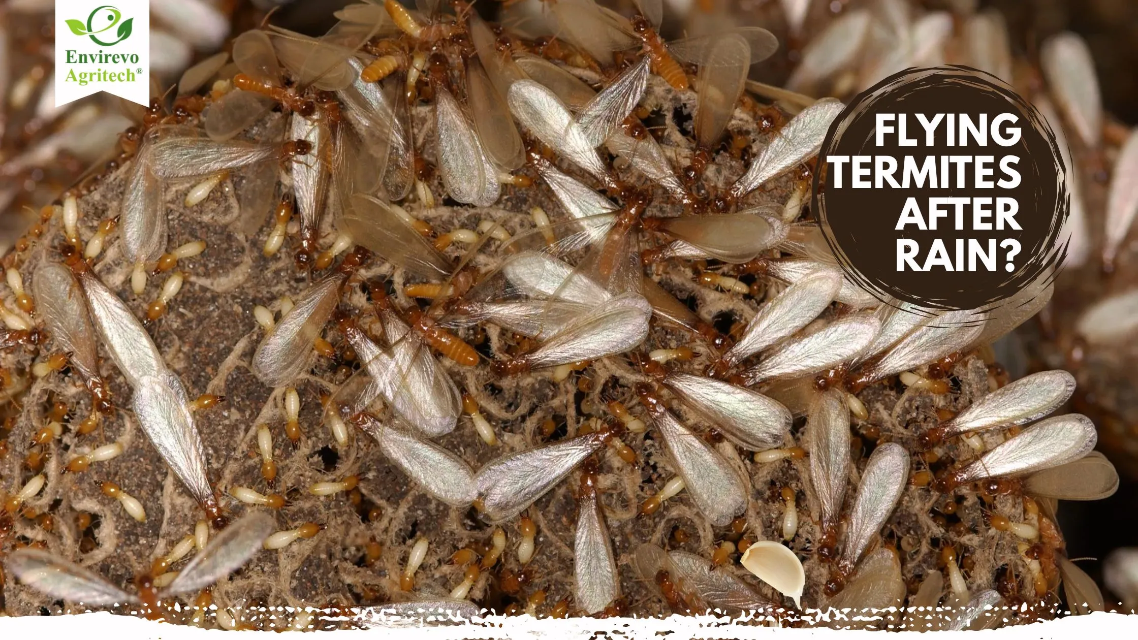 how to get rid of flying termites
