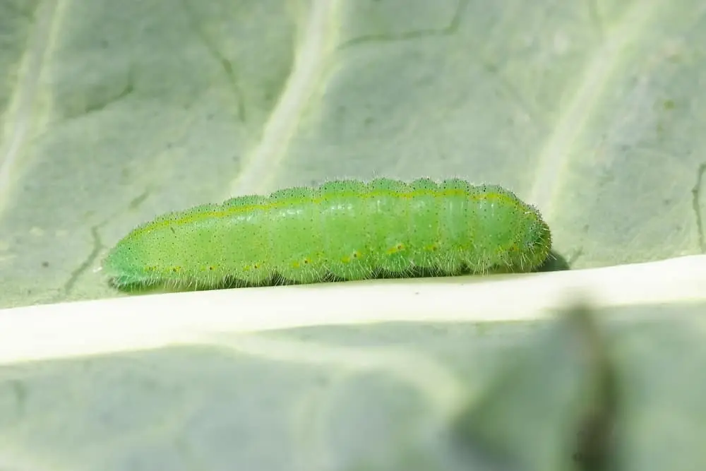 Cabbage worm