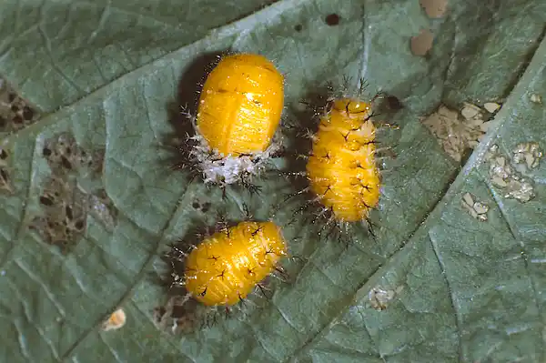Mexican Bean Beetle larvae