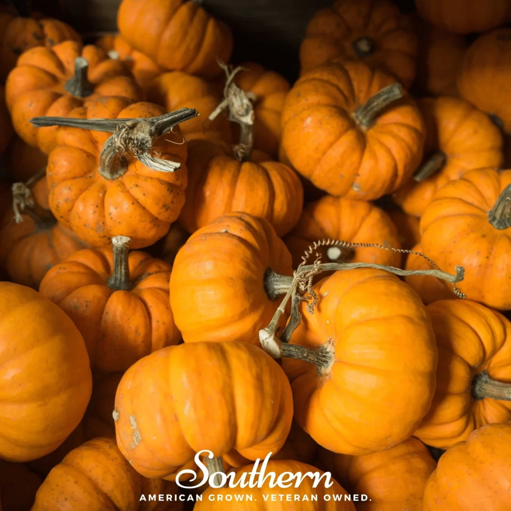 Mini-Pumpkin Varieties