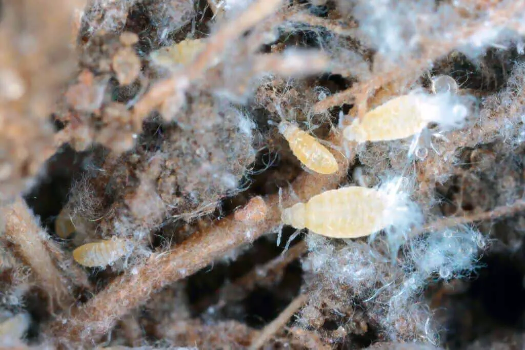 root aphids