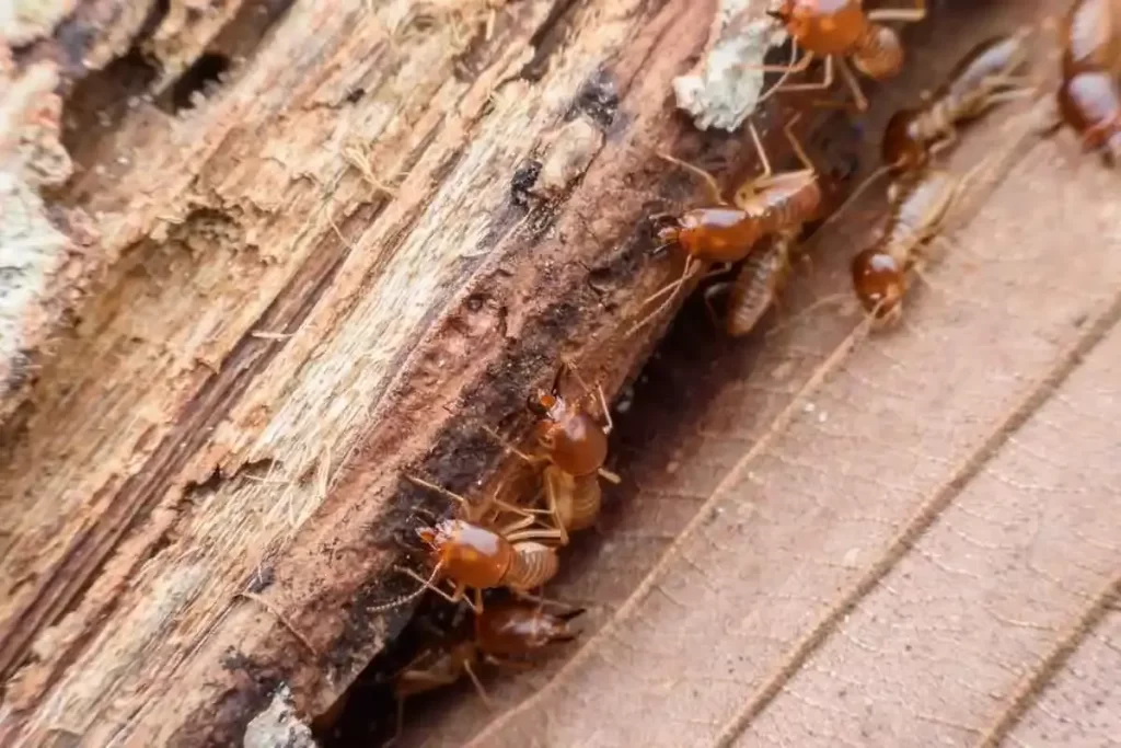 termite damage 2 1 1