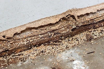 How to get rid of flying termites naturally