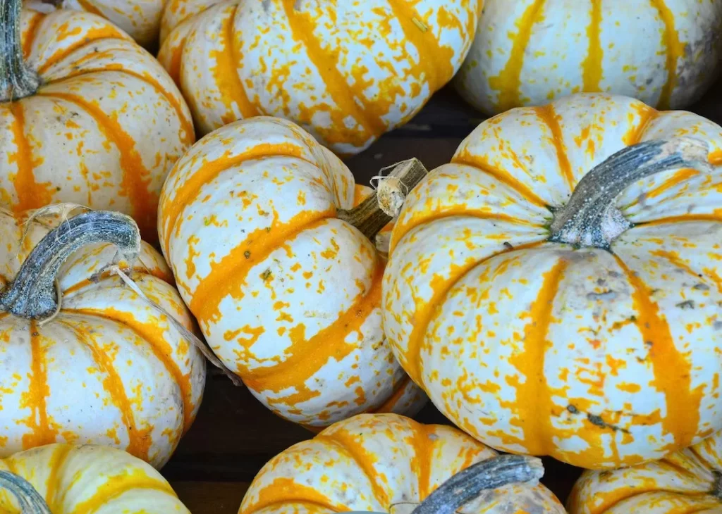 Mini-Pumpkin Varieties