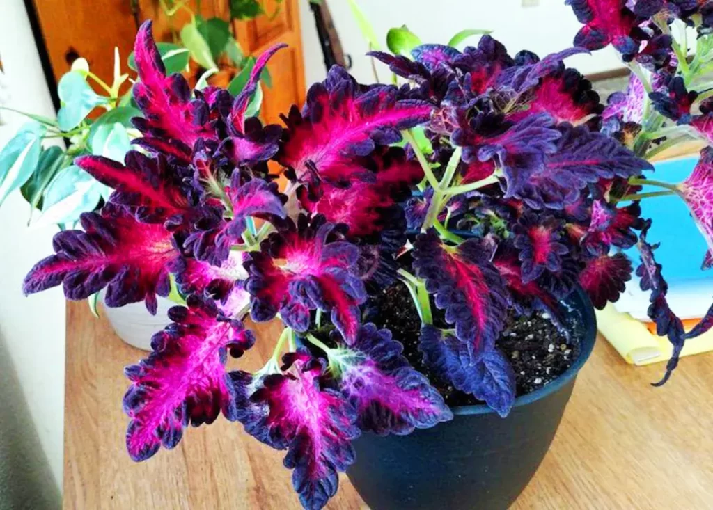 Coleus Plant Growing