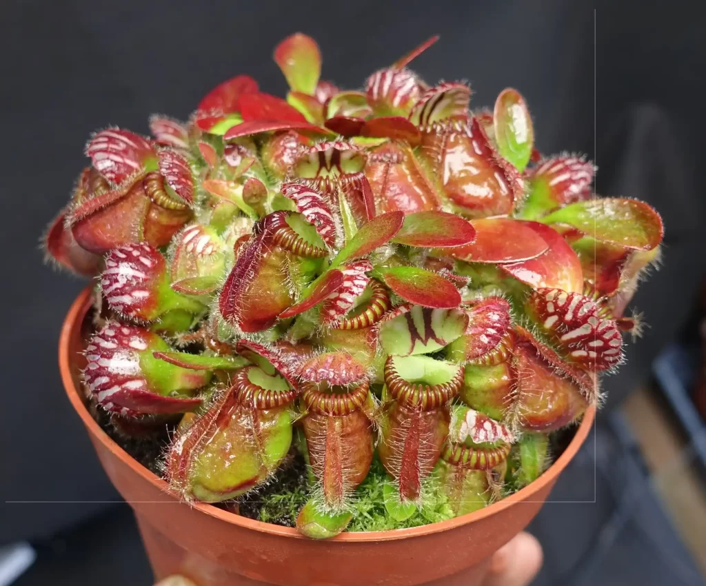 Cephalotus follicularis