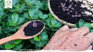 Coffee Grounds for Plants