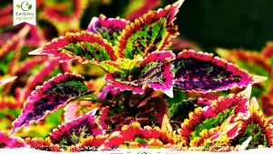 Coleus Plant Growing and Care Guide