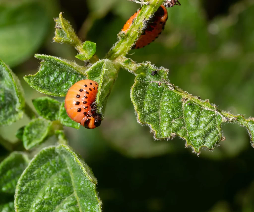 How to Get Rid of Colorado Potato Beetles