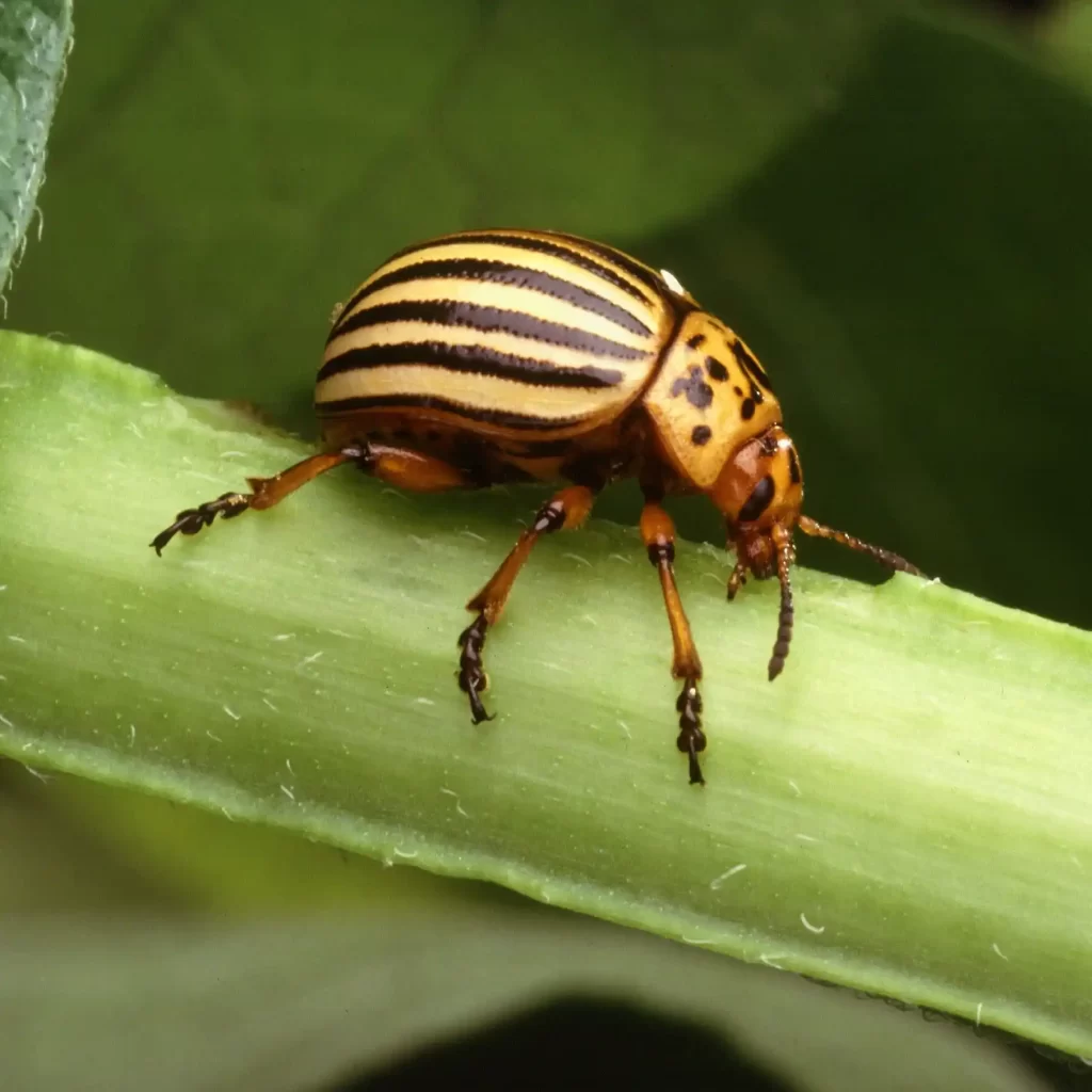 Colorado Potato Beetles