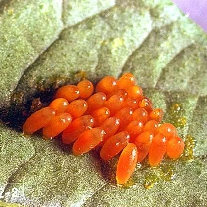 Colorado Potato Beetles Eggs