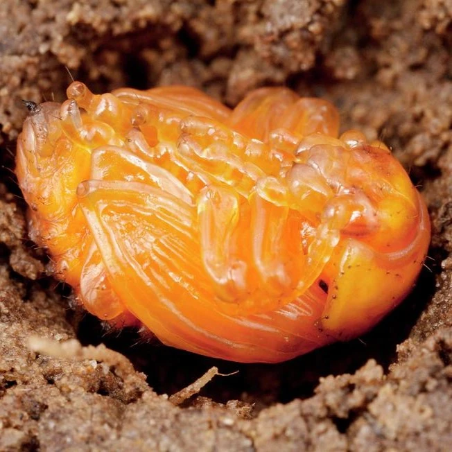 Colorado Potato Beetles pupae