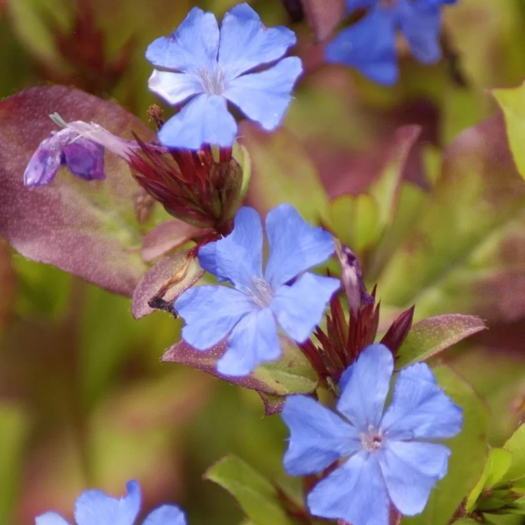 Types of Plumbago Plants