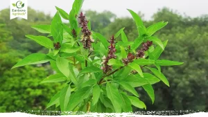 Growing Tips and Culinary Uses of Thai Basil Herbs