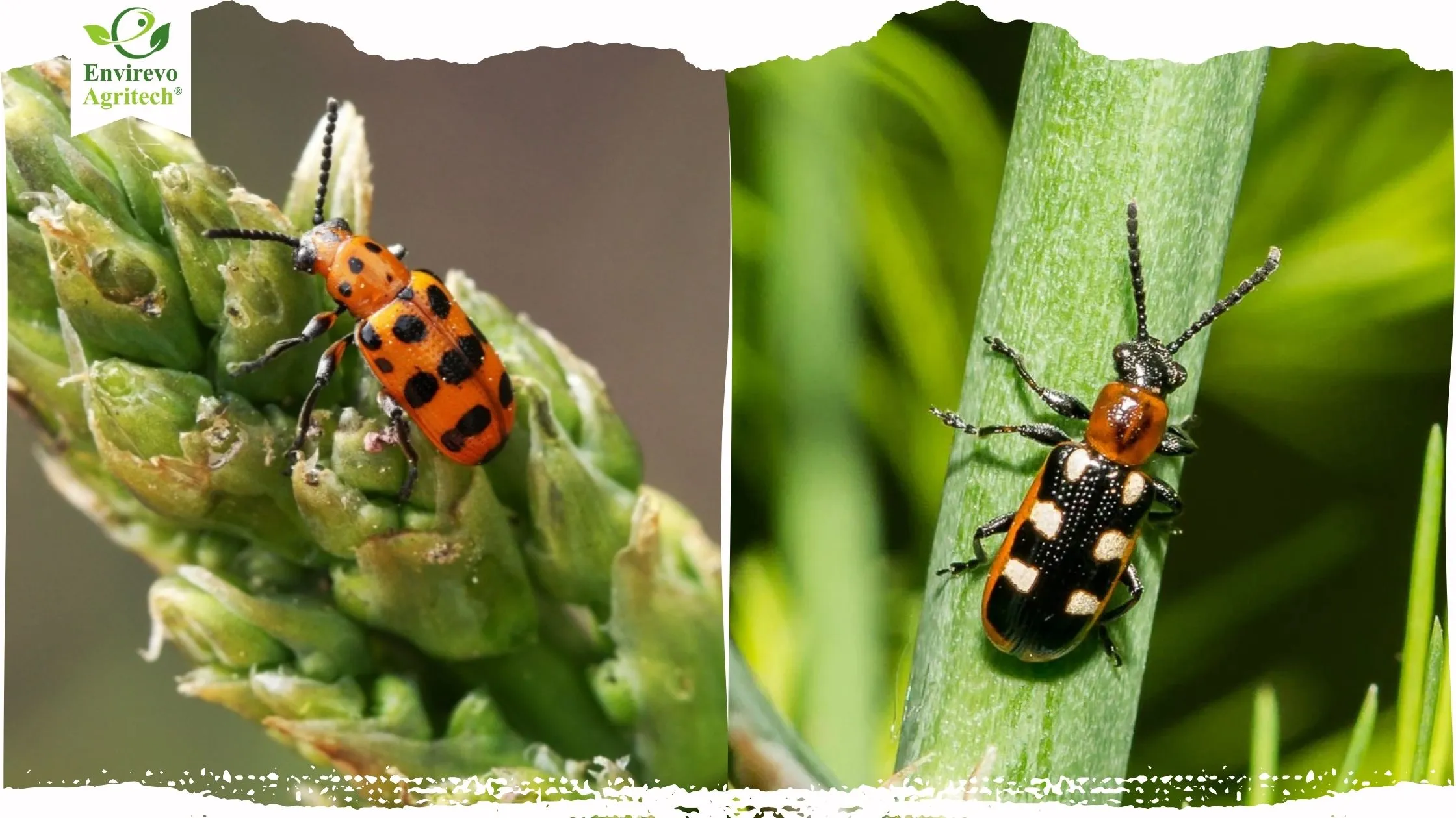 How To Get Rid of Asparagus Beetle