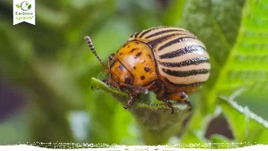 How to Get Rid of Colorado Potato Beetles in 2025
