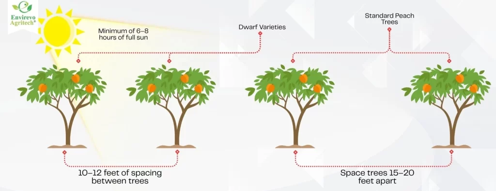 How to Grow Bigger Peaches