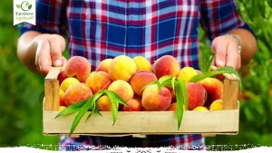How to Grow Bigger Peaches
