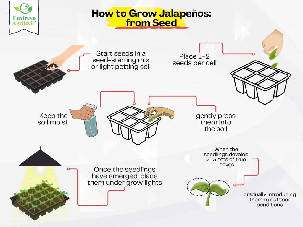 How to Grow Jalapeños from Seed