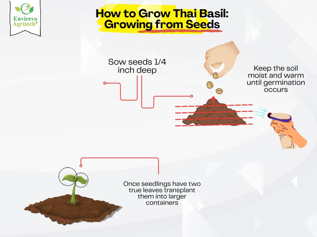 How to Grow Thai Basil From Seeds