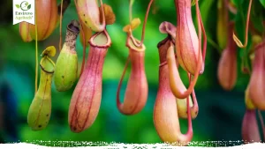 How to Make Your Pitcher Plant Bloom