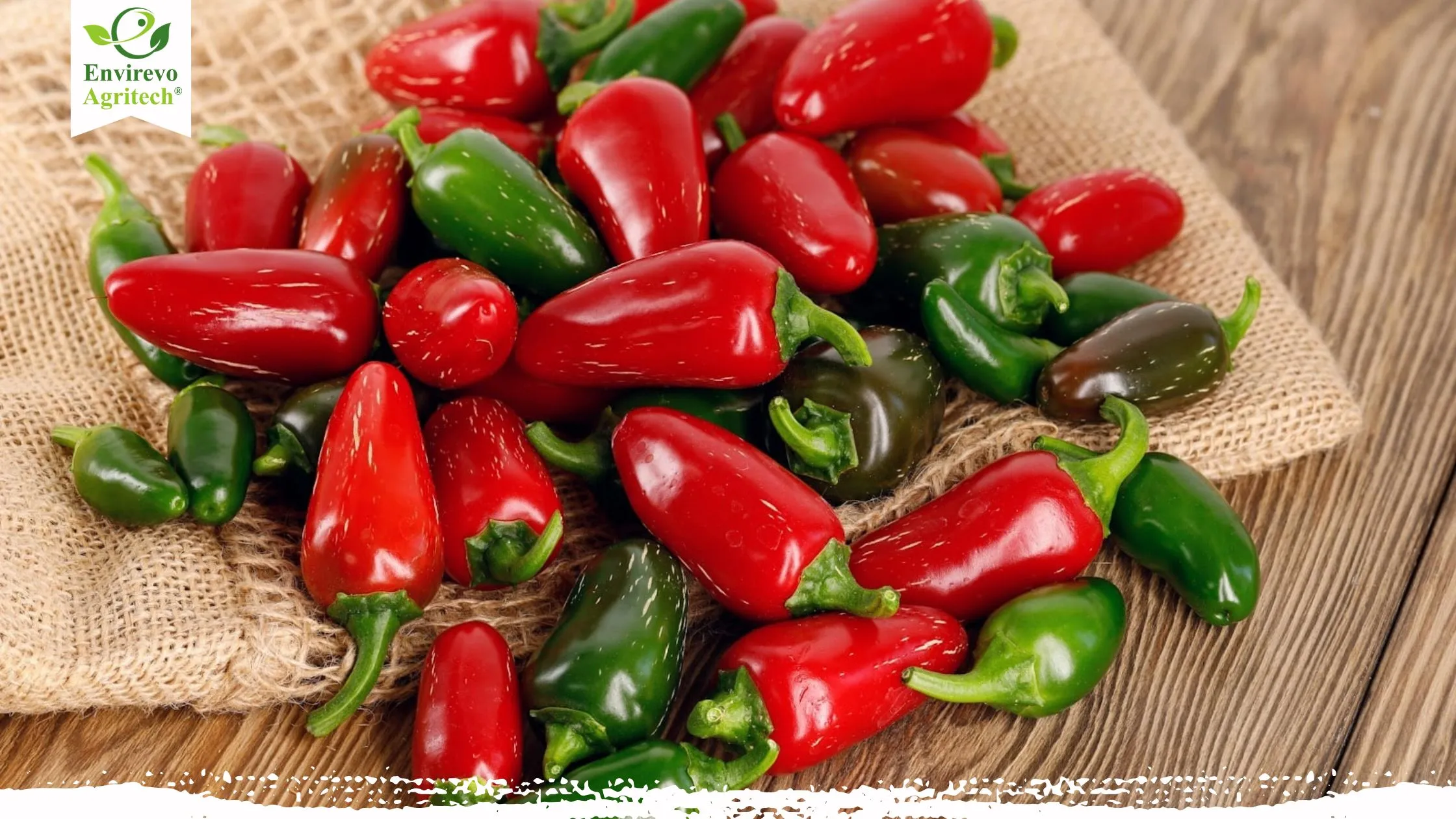 Jalapeño Plant Care: Grow Spicy Peppers in 2025 Like a Pro!