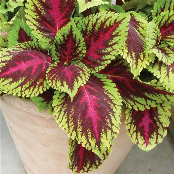 Coleus Plant Growing