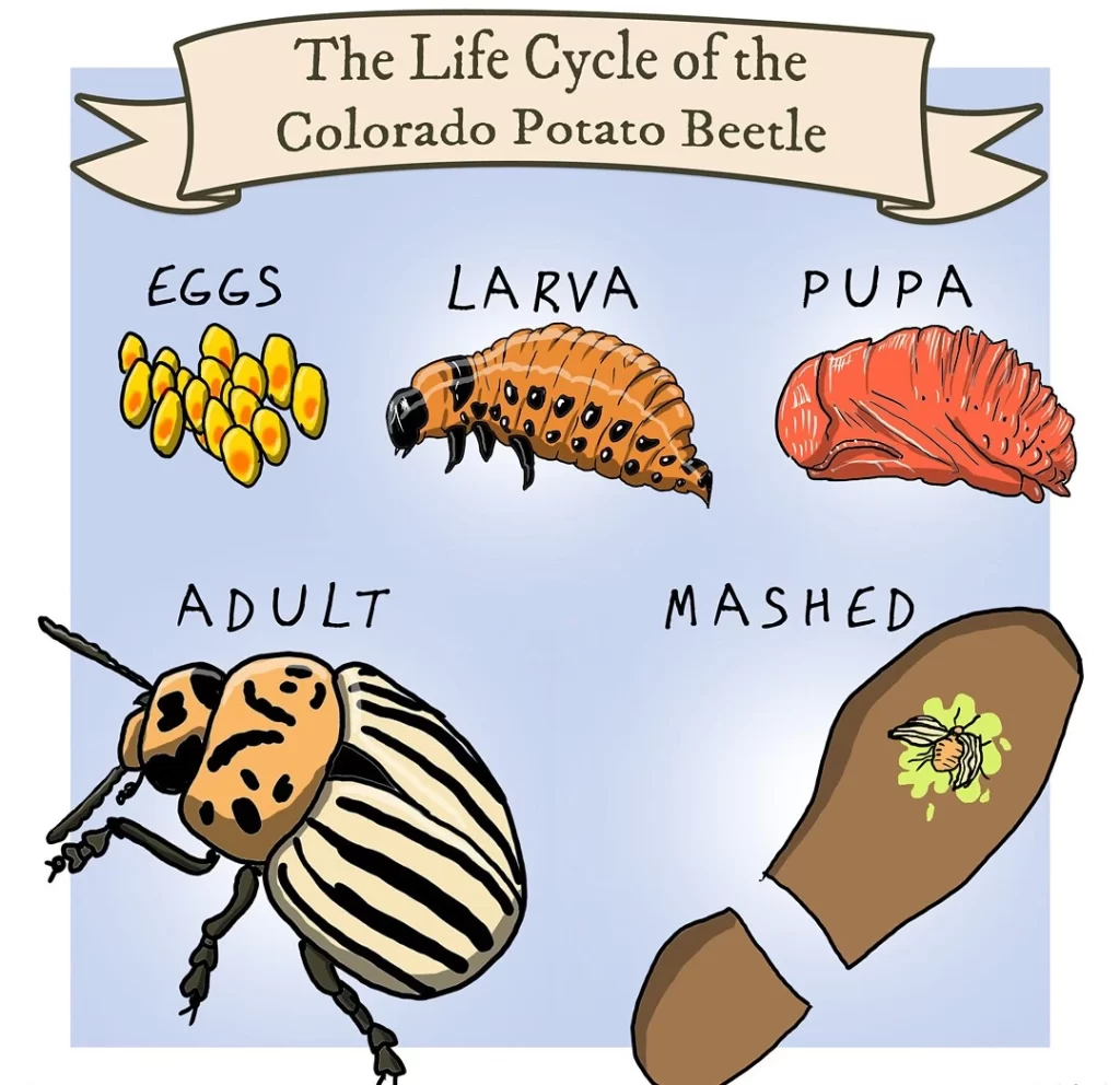 Life Cycle of the Colorado Potato Beetle