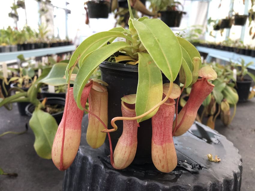 Nepenthes ventricosa