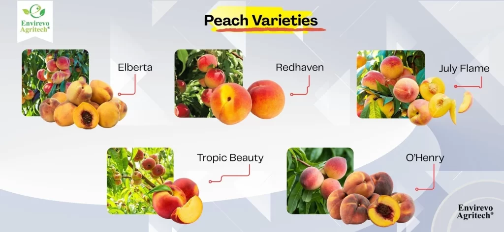 Peach Varieties for Bigger Fruits